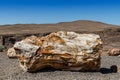 Petrified Wood at Ginko State Park in Washington State Royalty Free Stock Photo