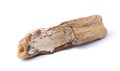 Petrified wood isolated on white background Royalty Free Stock Photo