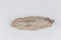 petrified wood isolated on white background with clipping path for object and design Royalty Free Stock Photo