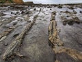 Petrified wood logs on the beach of the Curio Bay in the Catlins Coastal area of the South Island of New Zealand Royalty Free Stock Photo