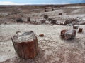 Petrified wood logs scattered across landscape, Petrified Forest National Park, Arizona, USA Royalty Free Stock Photo