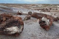 Petrified wood logs scattered across landscape, Petrified Forest National Park, Arizona, USA Royalty Free Stock Photo