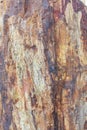 Petrified wood Royalty Free Stock Photo