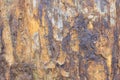 Petrified wood Royalty Free Stock Photo