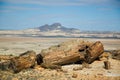 Petrified wood in Patagonia. Royalty Free Stock Photo