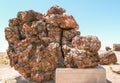 Petrified Wood in Petrified Forest National Park