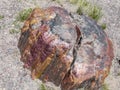 Petrified Wood in Petrified Forest National Park