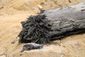 Petrified wood in sand