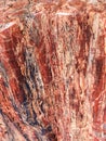 Cracks and Patterns in Petrified Wood