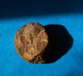 Petrified wood substituted with silicon mineral isolated on blue background. Found in Ural, Russia. For geology Royalty Free Stock Photo