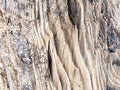 Petrified wood texture background Royalty Free Stock Photo