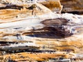 Petrified wood texture background Royalty Free Stock Photo