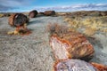 Petrified wood of triassic period Royalty Free Stock Photo