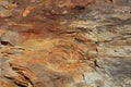 Petrified wood