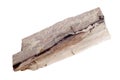 Petrified wood. Visible well-preserved wood structure.