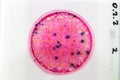 Petrifilm Escherichia coli