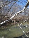 Petrifying spring River in Kenosha Wisconsin