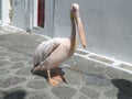 Petro or Peter the Pelican, Famous Pelican of Mykonos Town, Mykonos Island Royalty Free Stock Photo