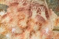 Petroglyph Cave of Hands