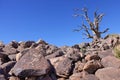 Petroglyph Panel and Ironwood Tree Royalty Free Stock Photo