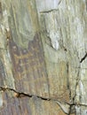Petroglyphs in the Altai mountains close-up
