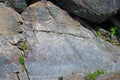 Petroglyphs. Altai mountains.