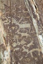 Petroglyphs ancient rock paintings in the Altai Mountains