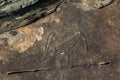 Petroglyphs. Ancient rock paintings in the Altai Mountains