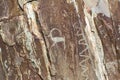 Petroglyphs ancient rock paintings in the Altai Mountains