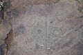 Petroglyphs of deer or elk at Kalbak-Tash,Russia. Royalty Free Stock Photo