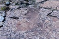 Petroglyphs of Kalbak-Tash in Altai, Siberia Royalty Free Stock Photo