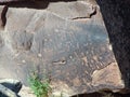 Petroglyphs located on Newspaper Rock