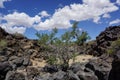 Petroglyphs Royalty Free Stock Photo