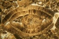 Thin section of Nummulite limestone under the microscope Royalty Free Stock Photo