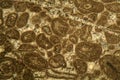 Thin section of Paleozoic limestone under the microscope Royalty Free Stock Photo