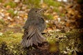 Petroica australis - South Island Robin - toutouwai - endemic New Zealand forest bird sitting on the branch in the forest Royalty Free Stock Photo