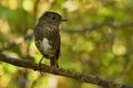 Petroica australis - South Island Robin - toutouwai - endemic New Zealand forest bird sitting on the branch Royalty Free Stock Photo