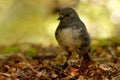 Petroica australis - South Island Robin - toutouwai - endemic New Zealand forest bird sitting on the branch in the forest