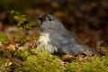 Petroica australis - South Island Robin - toutouwai - endemic New Zealand forest bird sitting on the grounde