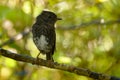 Petroica longipes - North Island Robin - toutouwai - endemic New Zealand forest bird sitting on the branch in the forest Royalty Free Stock Photo