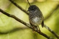 Petroica longipes - North Island Robin - toutouwai - endemic New Zealand forest bird sitting on the branch in the forest Royalty Free Stock Photo