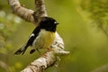 Petroica macrocephala macrocephala - South Island Tomtit - miromiro endemic New Zealand forest bird sitting on the branch in the f