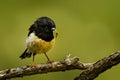 Petroica macrocephala macrocephala - South Island Tomtit - miromiro endemic New Zealand forest bird sitting on the branch in the f