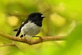 Petroica macrocephala toitoi - North Island Tomtit - miromiro - endemic New Zealand forest bird Royalty Free Stock Photo