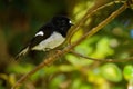 Petroica macrocephala toitoi - North Island Tomtit - miromiro endemic New Zealand forest bird sitting on the branch in the forest Royalty Free Stock Photo