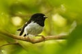 Petroica macrocephala toitoi - North Island Tomtit - miromiro endemic New Zealand forest bird sitting on the branch in the forest Royalty Free Stock Photo