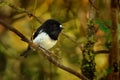 Petroica macrocephala toitoi - North Island Tomtit - miromiro