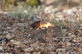 Petrol lighter on the background of nature Royalty Free Stock Photo