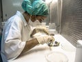 Researcher performs an analysis of plants and fungi in a semi-arid Embrapa laboratory, Brazilian Agricultural Research Corporation Royalty Free Stock Photo