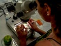 Researcher performs an analysis of plants and fungi in a semi-arid Embrapa laboratory, Brazilian Agricultural Research Corporation Royalty Free Stock Photo